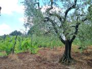 Terreno in vendita di 10700 m² in Via del Mandorlo