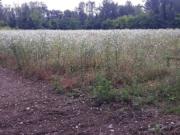 Terreno in vendita di 11792 m² in Strada Regionale 351