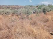 Terreno in vendita di 12000 m² in Via Camera