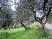 Terreno in vendita di 12049 m² in Contrada Aletta