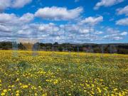 Terreno in vendita di 125000 m² in Via Tommaso Fazello, 228