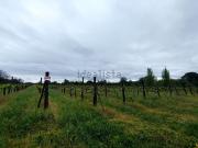 Terreno in vendita di 12860 m² in Via fiengo