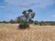 Terreno in vendita di 130000 m² in Via Fernando Stefanizzi