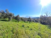 Terreno in vendita di 13000 m²