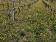 Terreno in vendita di 13150 m² in Via Chiesa