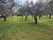 Terreno in vendita di 1400 m² in Località Falconara, 10