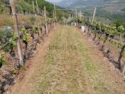 Terreno in vendita di 14266 m²