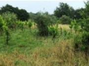 Terreno in vendita di 14998 m² in Strada Vicinale Velia...