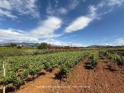 Terreno in vendita di 15000 m² in Contrada Bosco