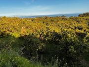 Terreno in vendita di 15000 m² in Via zumbo