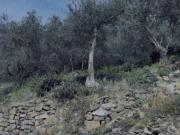 Terreno in vendita di 1509 m² in Strada Ciana&apos , 9