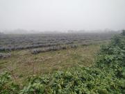 Terreno in vendita di 15400 m² in Via Buel del Lovo