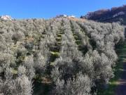 Terreno in vendita di 17730 m² in Strada Belvedere