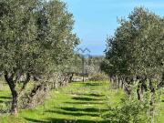 Terreno in vendita di 20000 m² in Contrada Frascinari