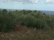 Terreno in vendita di 2000 m² in Contrada Lacagnina