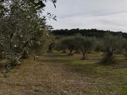 Terreno in vendita di 2000 m² in Contrada Maravinsoli