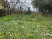 Terreno in vendita di 20500 m² in Strada comunale