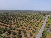 Terreno in vendita di 21185 m² in Strada Provinciale 35