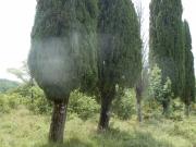 Terreno in vendita di 216000 m² in Località San Polo