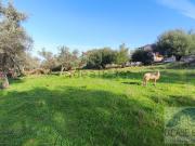 Terreno in vendita di 2570 m² in Contrada Cavarretta, 93