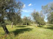 Terreno in vendita di 26580 m² in Località località...