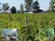 Terreno in vendita di 29000 m² in Via Canale Sinistra...