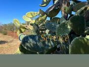 Terreno in vendita di 2900 m² in Strada Provinciale 52