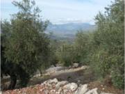 Terreno in vendita di 29070 m² in Via Monte della Pietà