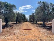 Terreno in vendita di 29783 m² in Contrada Grattile