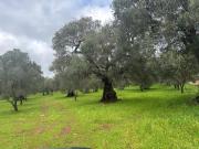 Terreno in vendita di 300000 m² in Contrada Coccia Coccia