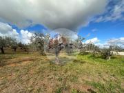 Terreno in vendita di 3000 m² in Contrada MANICALUNGA