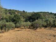 Terreno in vendita di 3160 m² in Località Pietra del...