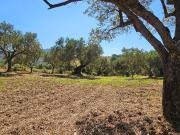 Terreno in vendita di 3200 m² in Via Monastria