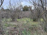 Terreno in vendita di 35000 m² in Località vaccarecce