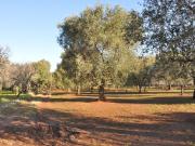 Terreno in vendita di 35544 m² in Contrada pagliarone
