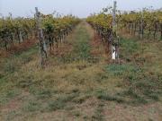 Terreno in vendita di 36000 m²