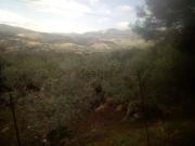 Terreno in vendita di 4000 m² in Contrada Padellara
