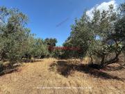 Terreno in vendita di 4000 m² in Strada Statale 113...