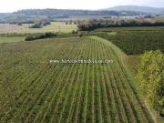 Terreno in vendita di 40153 m² in Località Gazzoli