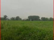 Terreno in vendita di 45700 m² in Strada Provinciale 1