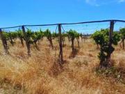 Terreno in vendita di 48500 m² in Contrada Mortilla, 177