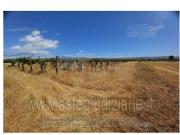 Terreno in vendita di 48503 m² in Contrada Mortilla