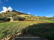 Terreno in vendita di 4900 m² in Via del Fico d&apos India