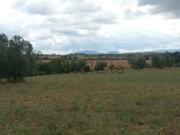 Terreno in vendita di 50000 m²