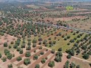 Terreno in vendita di 5190 m² in Contrada SAN FRANCESCO