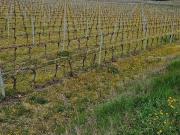 Terreno in vendita di 53000 m² in Via Pozzo dell&apos...