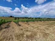 Terreno in vendita di 55000 m²