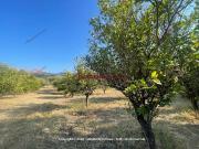 Terreno in vendita di 5600 m² in Contrada Piane Vecchie