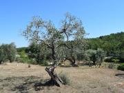 Terreno in vendita di 5623 m² in Strada Provinciale ex...