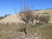 Terreno in vendita di 60000 m² in Via del Mulino